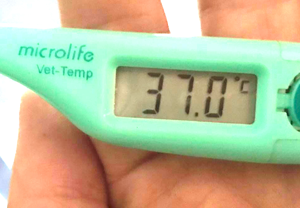 14 Uhr immer noch 37,0°