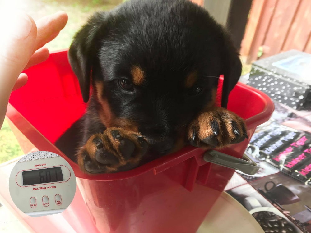 Coolhead - der Dicke