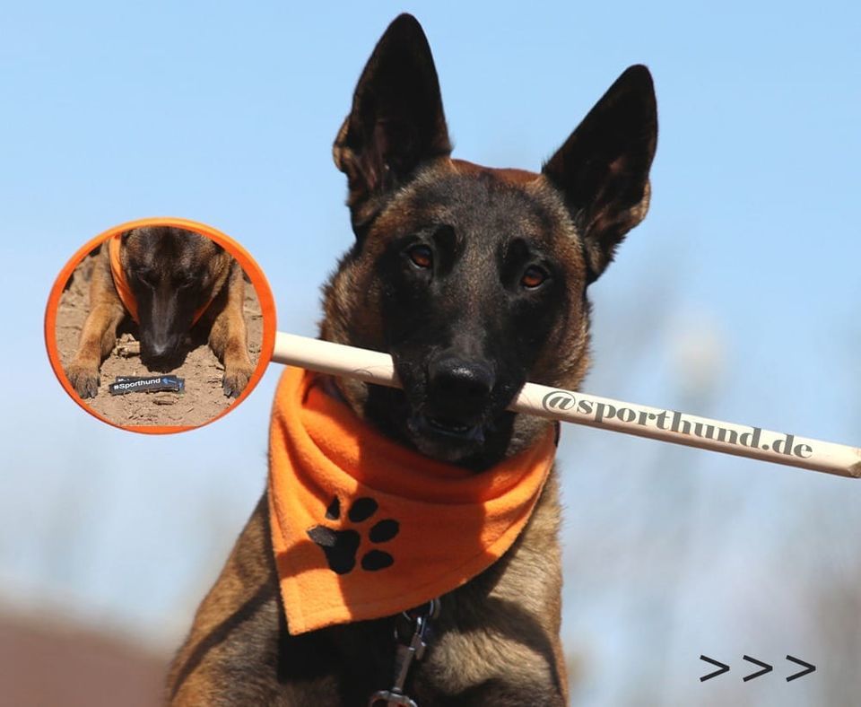 IGP 2 A:97 B:91 C:93a