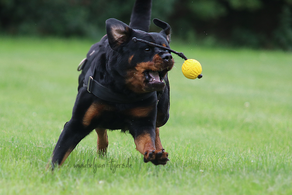 Schwangerschaftsgymnastik