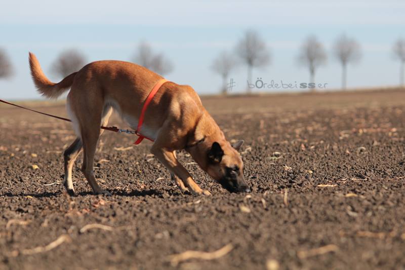 97 Punkte Fährtenhundprüfung 2