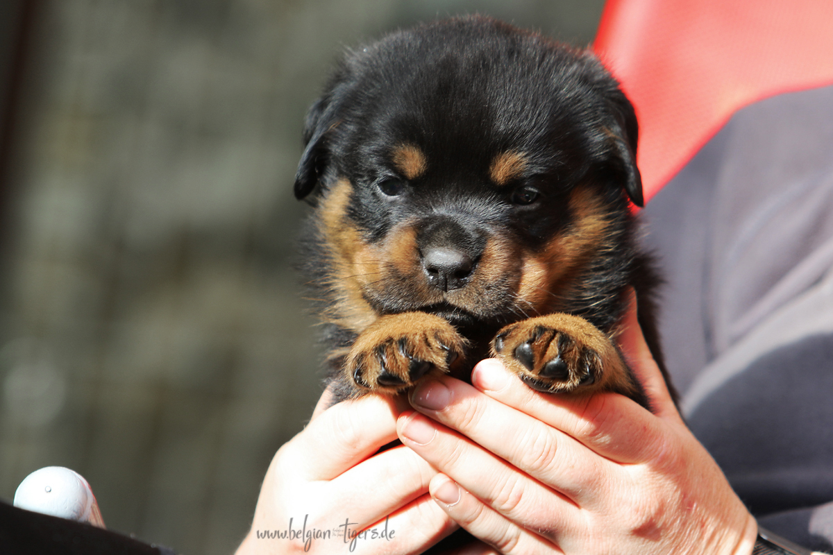 durch die rosarote Brille :-)