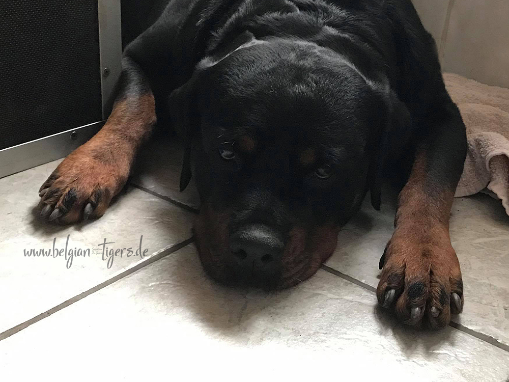 die Kiste stinkt nach Desinfektionmittel