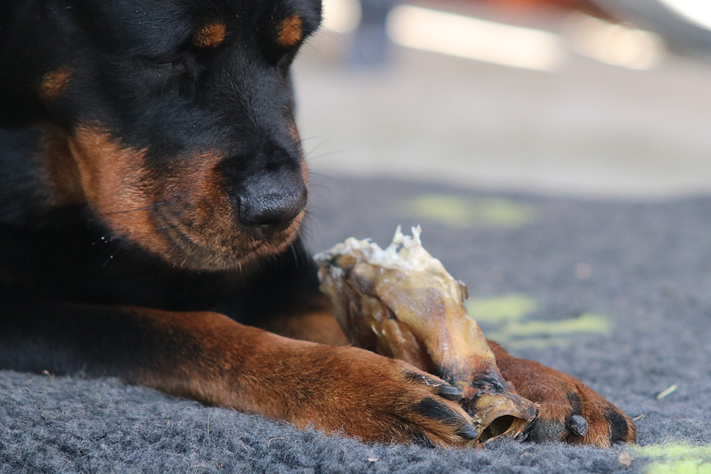 sie futtert einfach zuviel :-)