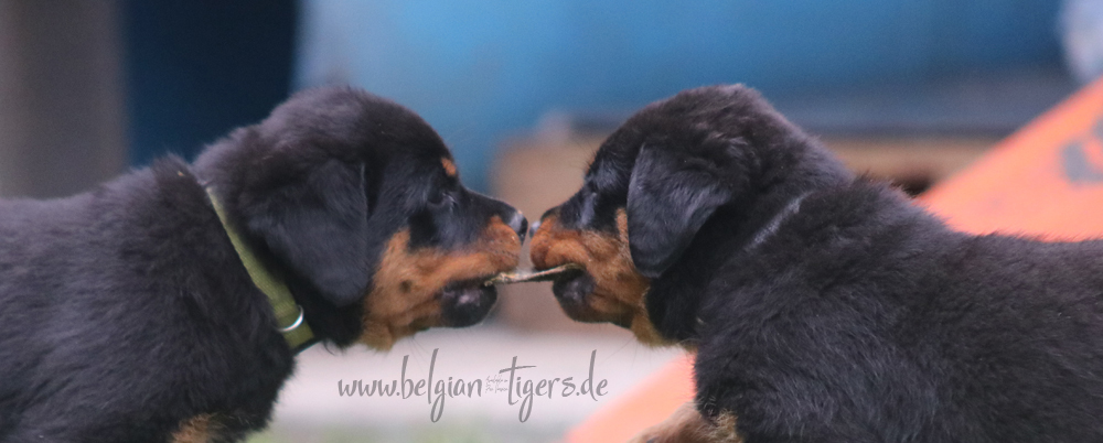 Crixus *Tyson* links