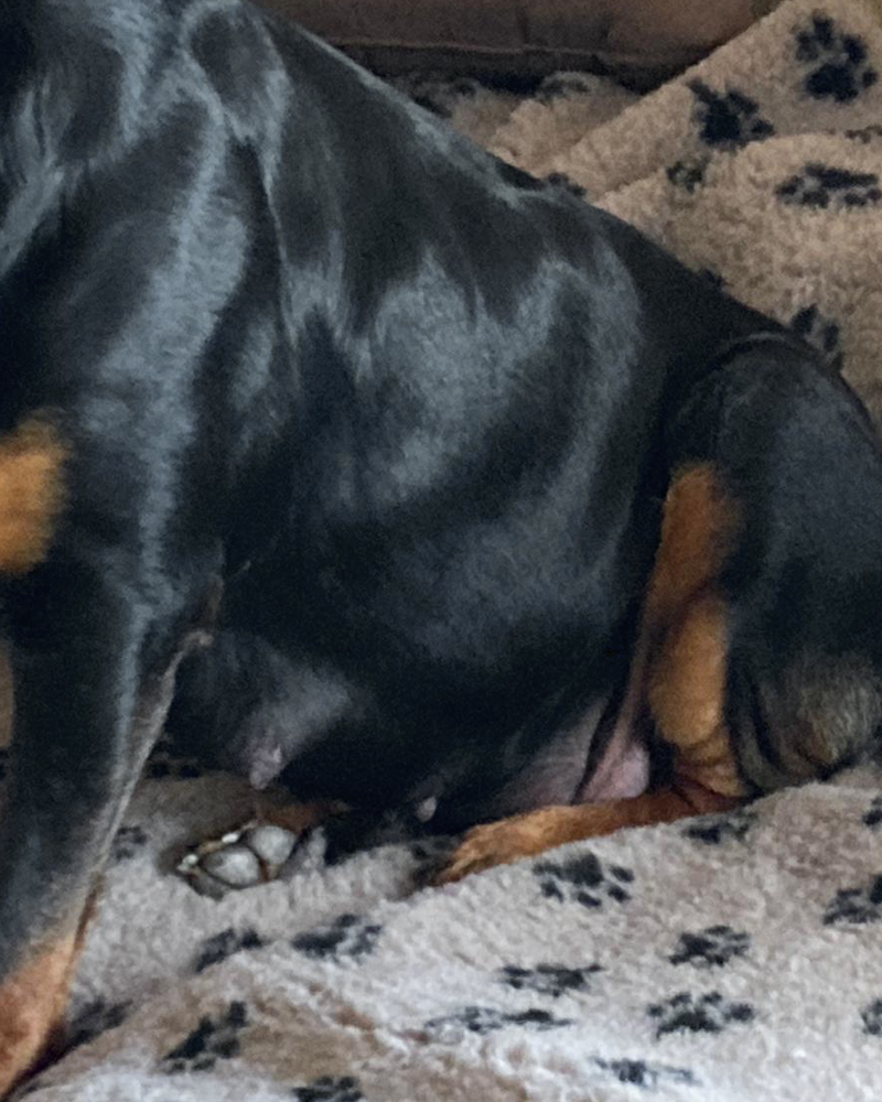 der dicke Bauch hat sich schon sichtlich abgesenkt